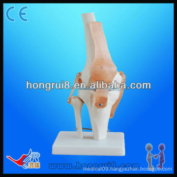 ISO Natural size knee joint model artificial knee joint